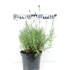 Лаванда вузьколиста | Lavandula angustifolia | Лаванда узколистная