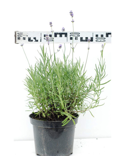 Лаванда вузьколиста | Lavandula angustifolia | Лаванда узколистная