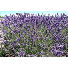 Лаванда вузьколиста | Lavandula angustifolia | Лаванда узколистная