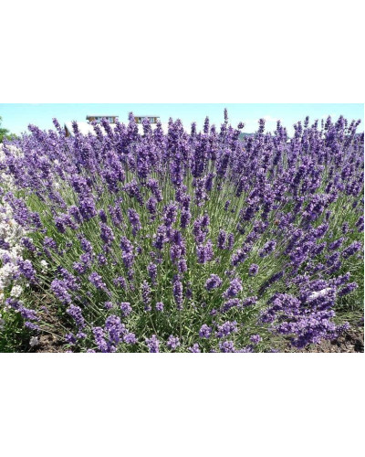 Лаванда вузьколиста | Lavandula angustifolia | Лаванда узколистная