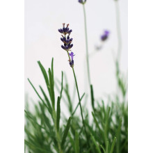 Лаванда вузьколиста | Lavandula angustifolia | Лаванда узколистная