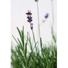 Лаванда вузьколиста | Lavandula angustifolia | Лаванда узколистная