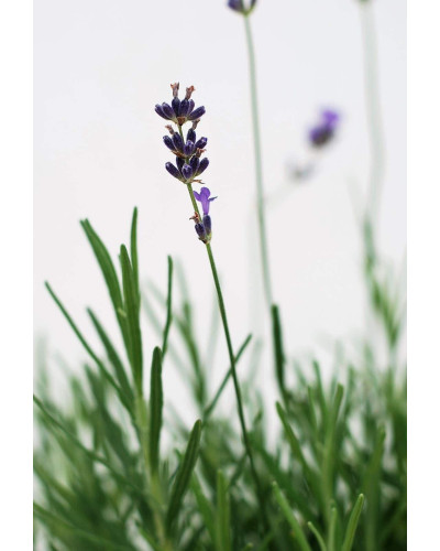 Лаванда вузьколиста | Lavandula angustifolia | Лаванда узколистная
