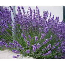 Лаванда вузьколиста | Lavandula angustifolia | Лаванда узколистная