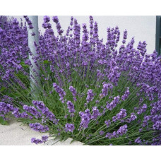 Лаванда вузьколиста | Lavandula angustifolia | Лаванда узколистная