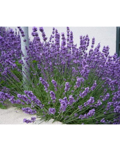 Лаванда вузьколиста | Lavandula angustifolia | Лаванда узколистная