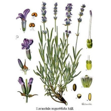 Лаванда вузьколиста | Lavandula angustifolia | Лаванда узколистная