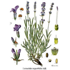Лаванда вузьколиста | Lavandula angustifolia | Лаванда узколистная