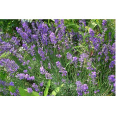 Лаванда вузьколиста | Lavandula angustifolia | Лаванда узколистная