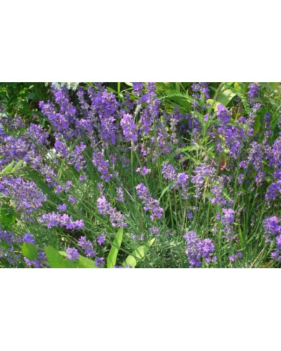 Лаванда вузьколиста | Lavandula angustifolia | Лаванда узколистная
