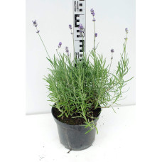 Лаванда вузьколиста | Lavandula angustifolia | Лаванда узколистная