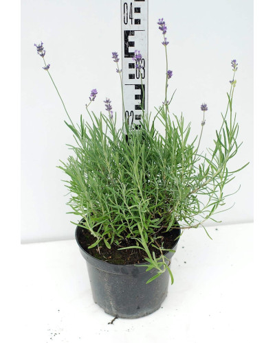 Лаванда вузьколиста | Lavandula angustifolia | Лаванда узколистная