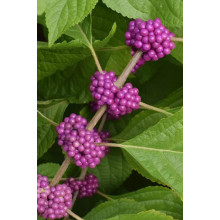 Красивоягідник бодін’єра Проф’южн | Callicarpa bodinieri Profusion | Красивоплодник бодиньера Профьюжн