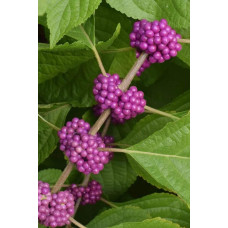 Красивоягідник бодін’єра Проф’южн | Callicarpa bodinieri Profusion | Красивоплодник бодиньера Профьюжн