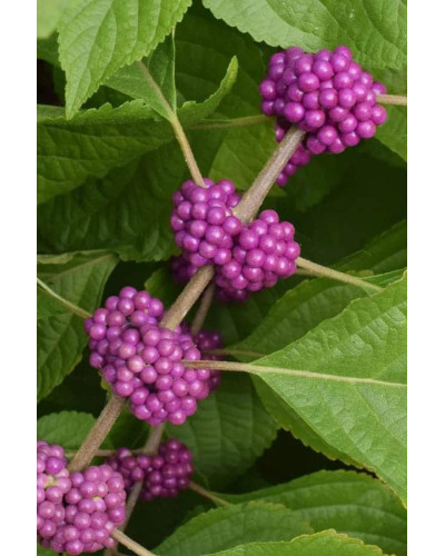 Красивоягідник бодін’єра Проф’южн | Callicarpa bodinieri Profusion | Красивоплодник бодиньера Профьюжн