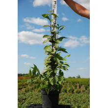 Красивоягідник бодін’єра Проф’южн | Callicarpa bodinieri Profusion | Красивоплодник бодиньера Профьюжн
