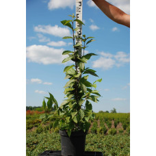 Красивоягідник бодін’єра Проф’южн | Callicarpa bodinieri Profusion | Красивоплодник бодиньера Профьюжн