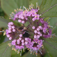 Красивоягідник бодін’єра Проф’южн | Callicarpa bodinieri Profusion | Красивоплодник бодиньера Профьюжн
