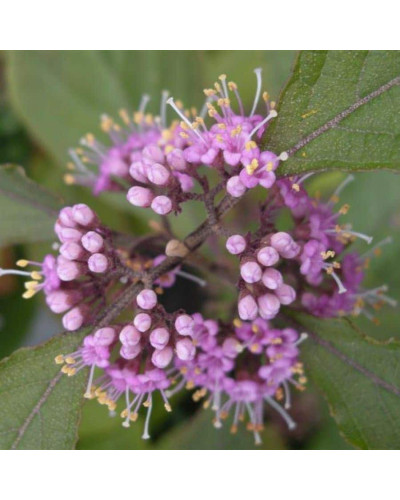 Красивоягідник бодін’єра Проф’южн | Callicarpa bodinieri Profusion | Красивоплодник бодиньера Профьюжн