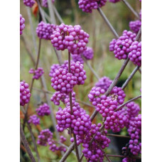 Красивоягідник бодін’єра Проф’южн | Callicarpa bodinieri Profusion | Красивоплодник бодиньера Профьюжн
