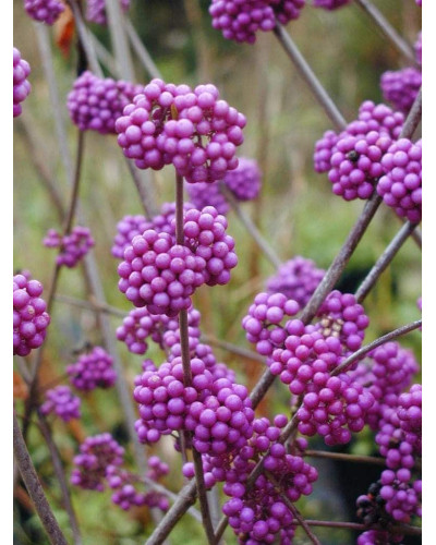 Красивоягідник бодін’єра Проф’южн | Callicarpa bodinieri Profusion | Красивоплодник бодиньера Профьюжн
