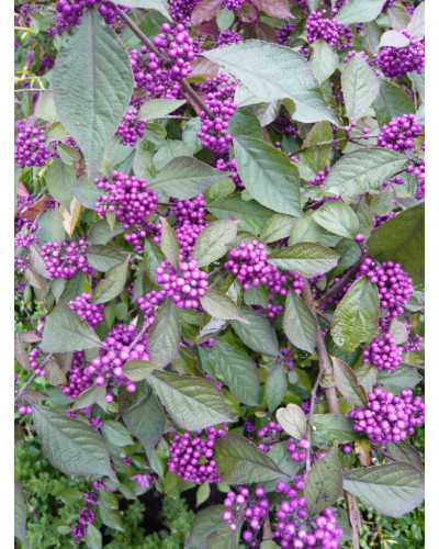 Красивоягідник бодін’єра Проф’южн | Callicarpa bodinieri Profusion | Красивоплодник бодиньера Профьюжн