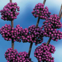 Красивоягідник бодін’єра Проф’южн | Callicarpa bodinieri Profusion | Красивоплодник бодиньера Профьюжн