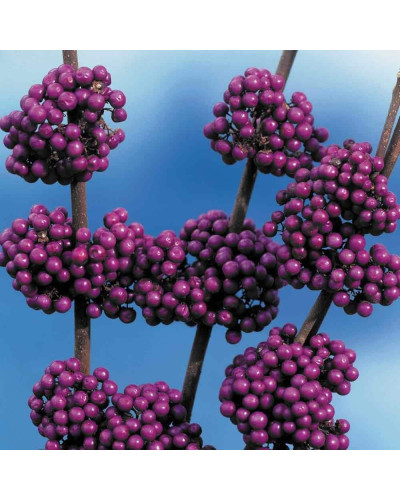 Красивоягідник бодін’єра Проф’южн | Callicarpa bodinieri Profusion | Красивоплодник бодиньера Профьюжн