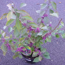 Красивоягідник бодін’єра Проф’южн | Callicarpa bodinieri Profusion | Красивоплодник бодиньера Профьюжн