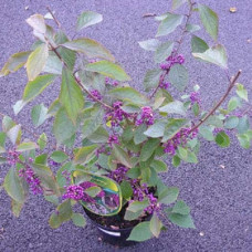 Красивоягідник бодін’єра Проф’южн | Callicarpa bodinieri Profusion | Красивоплодник бодиньера Профьюжн
