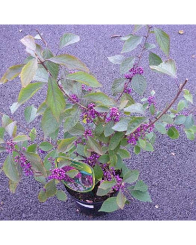 Красивоягідник бодін’єра Проф’южн | Callicarpa bodinieri Profusion | Красивоплодник бодиньера Профьюжн