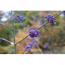 Красивоягідник бодін’єра Проф’южн | Callicarpa bodinieri Profusion | Красивоплодник бодиньера Профьюжн