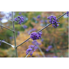 Красивоягідник бодін’єра Проф’южн | Callicarpa bodinieri Profusion | Красивоплодник бодиньера Профьюжн