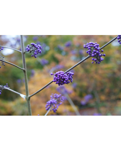Красивоягідник бодін’єра Проф’южн | Callicarpa bodinieri Profusion | Красивоплодник бодиньера Профьюжн