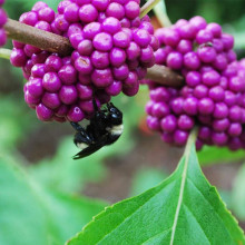 Красивоягідник бодін’єра Проф’южн | Callicarpa bodinieri Profusion | Красивоплодник бодиньера Профьюжн