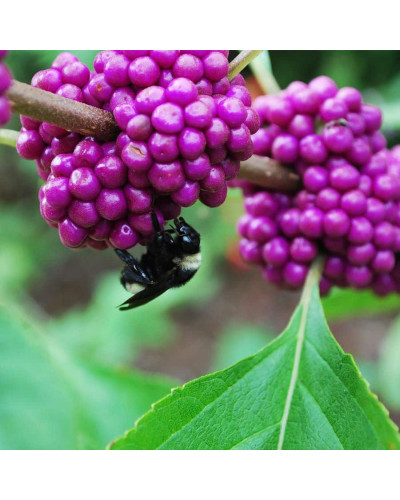 Красивоягідник бодін’єра Проф’южн | Callicarpa bodinieri Profusion | Красивоплодник бодиньера Профьюжн