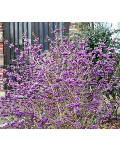 Красивоягідник бодін’єра Проф’южн | Callicarpa bodinieri Profusion | Красивоплодник бодиньера Профьюжн