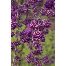 Красивоягідник бодін’єра Проф’южн | Callicarpa bodinieri Profusion | Красивоплодник бодиньера Профьюжн