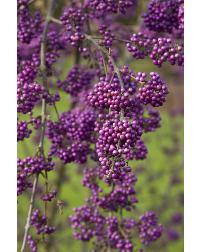 Красивоягідник бодін’єра Проф’южн | Callicarpa bodinieri Profusion | Красивоплодник бодиньера Профьюжн