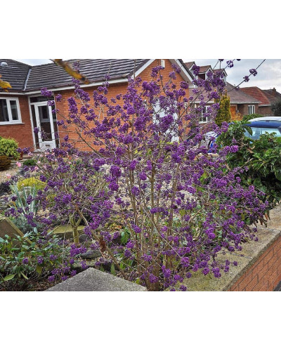 Красивоягідник бодін’єра Проф’южн | Callicarpa bodinieri Profusion | Красивоплодник бодиньера Профьюжн