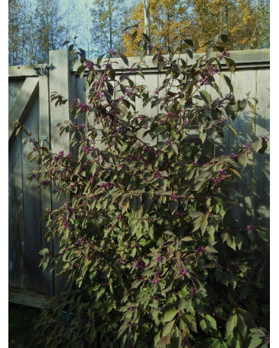Красивоягідник бодін’єра Проф’южн | Callicarpa bodinieri Profusion | Красивоплодник бодиньера Профьюжн