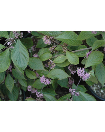 Красивоягідник бодін’єра Проф’южн | Callicarpa bodinieri Profusion | Красивоплодник бодиньера Профьюжн