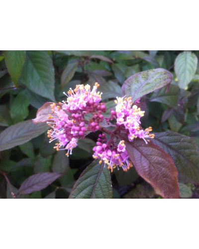 Красивоягідник бодін’єра Проф’южн | Callicarpa bodinieri Profusion | Красивоплодник бодиньера Профьюжн