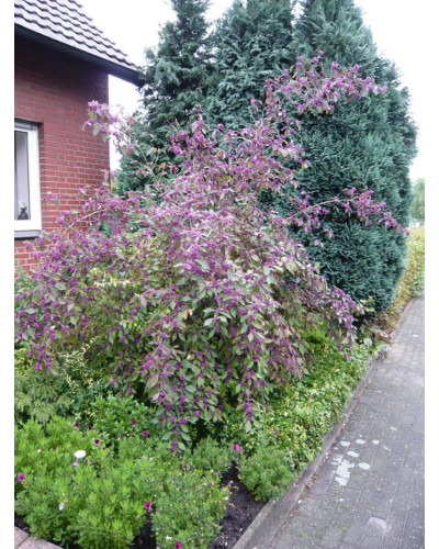 Красивоягідник бодін’єра Проф’южн | Callicarpa bodinieri Profusion | Красивоплодник бодиньера Профьюжн