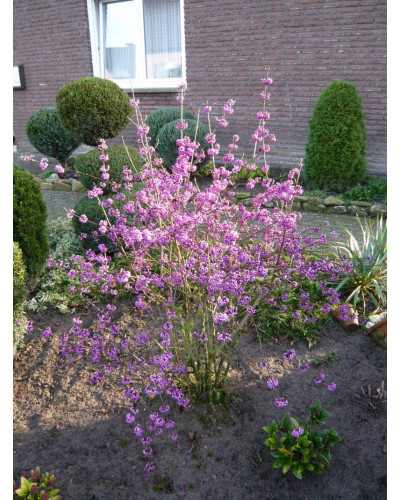 Красивоягідник бодін’єра Проф’южн | Callicarpa bodinieri Profusion | Красивоплодник бодиньера Профьюжн