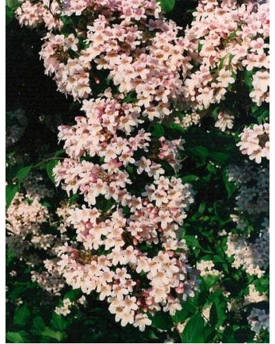 Кольквіція чарівна Пінк Клоуд | Kolkwitzia amabilis Pink Cloud | Кольквиция прелестная Пинк Клоуд