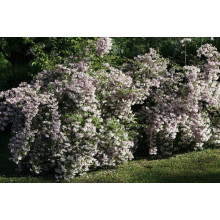 Кольквіція чарівна Пінк Клоуд | Kolkwitzia amabilis Pink Cloud | Кольквиция прелестная Пинк Клоуд