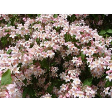 Кольквіція чарівна Пінк Клоуд | Kolkwitzia amabilis Pink Cloud | Кольквиция прелестная Пинк Клоуд