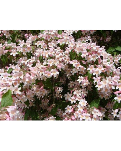 Кольквіція чарівна Пінк Клоуд | Kolkwitzia amabilis Pink Cloud | Кольквиция прелестная Пинк Клоуд