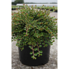 Кизильник притиснутий Літл Джем | Cotoneaster adpressus Little Gem | Кизильник прижатый Литл Джем
